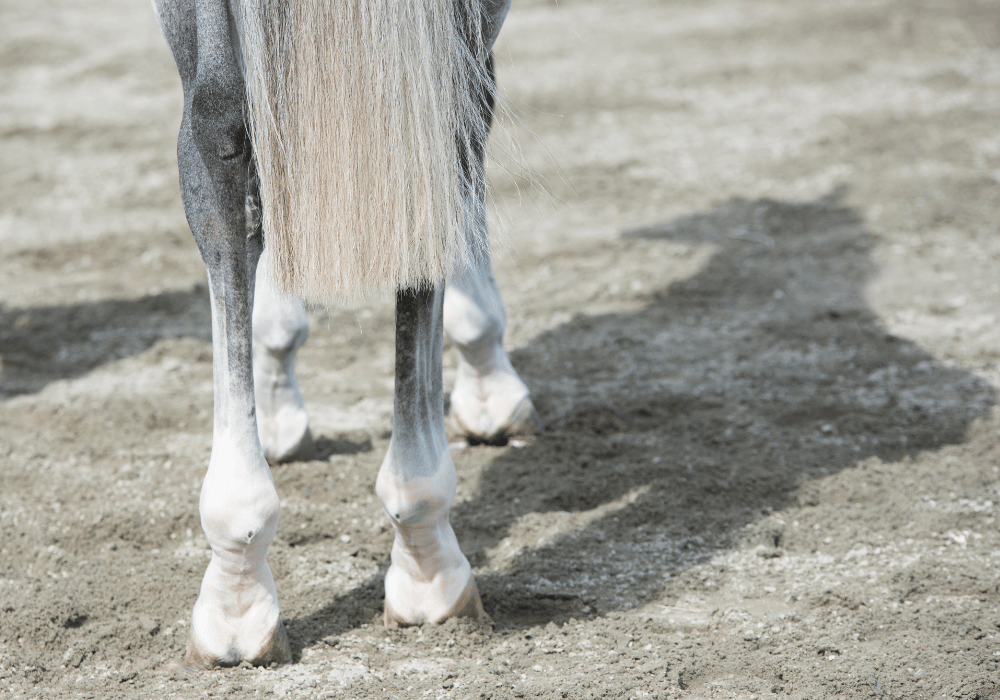 equine wound management